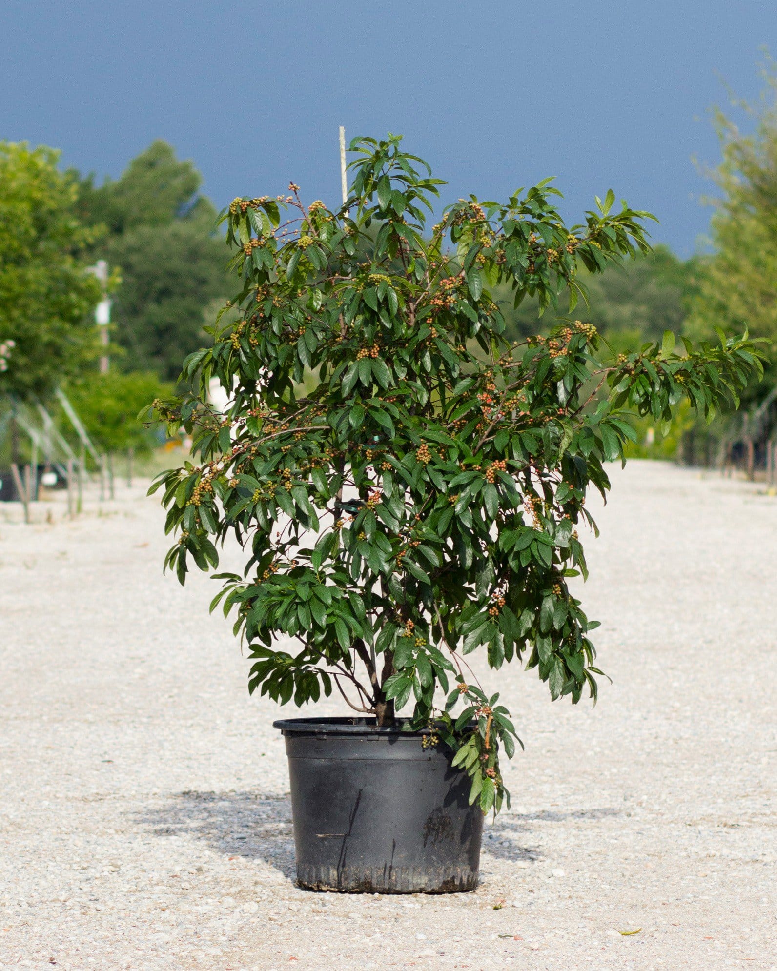 Carolina Buckthorn with dense green foliage in a black nursery container