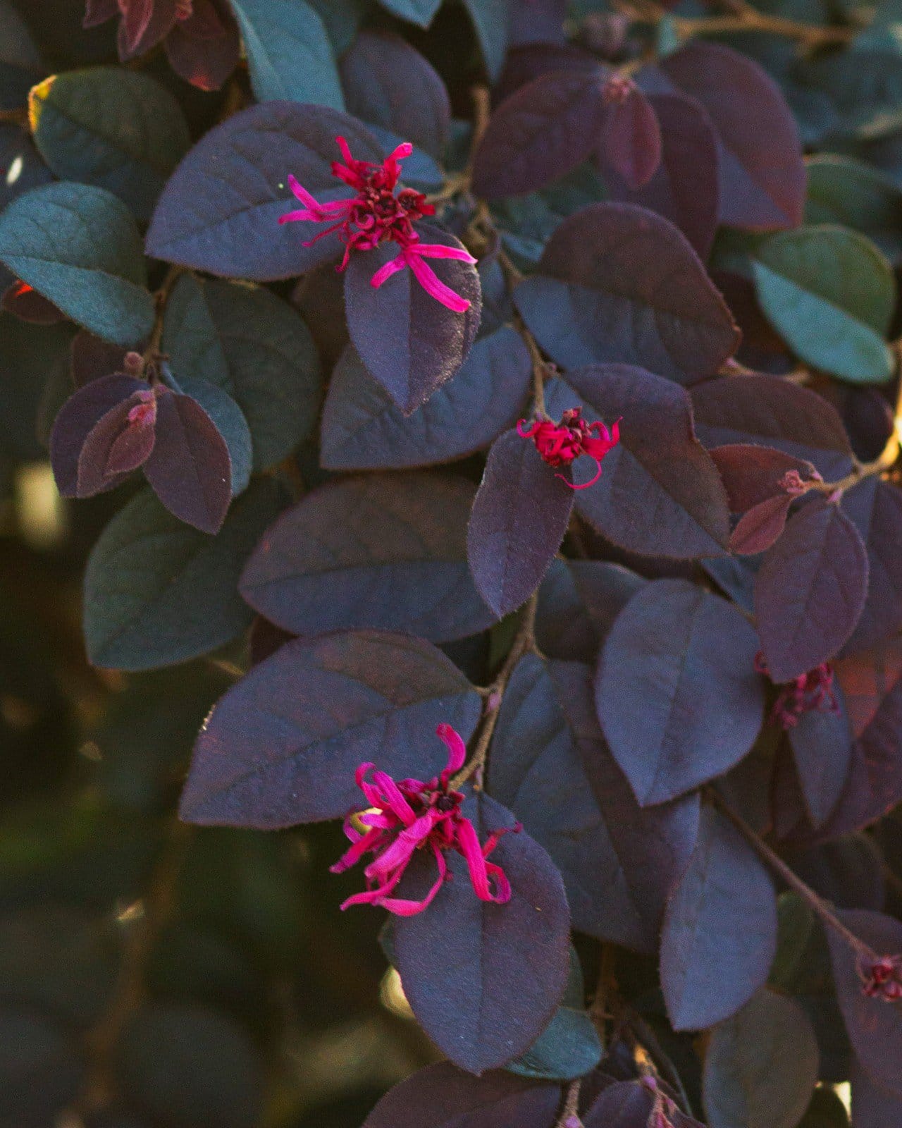 Carolina Midnight Loropetalum Espalier - view 5
