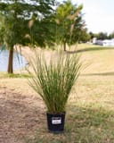 Cassian Fountain Grass with tall green blades and feathery seed heads in a nursery container
