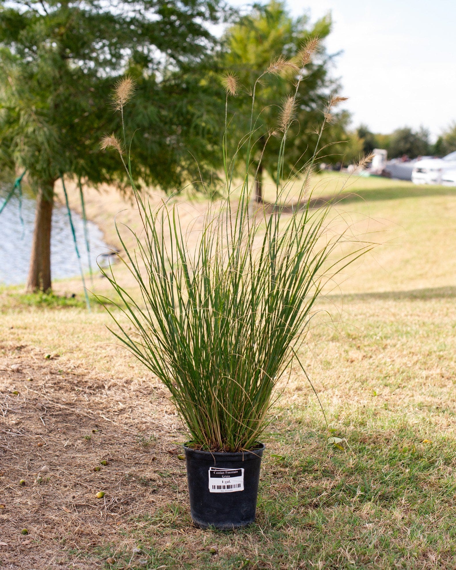 Cassian Fountain Grass with tall green blades and feathery seed heads in a nursery container
