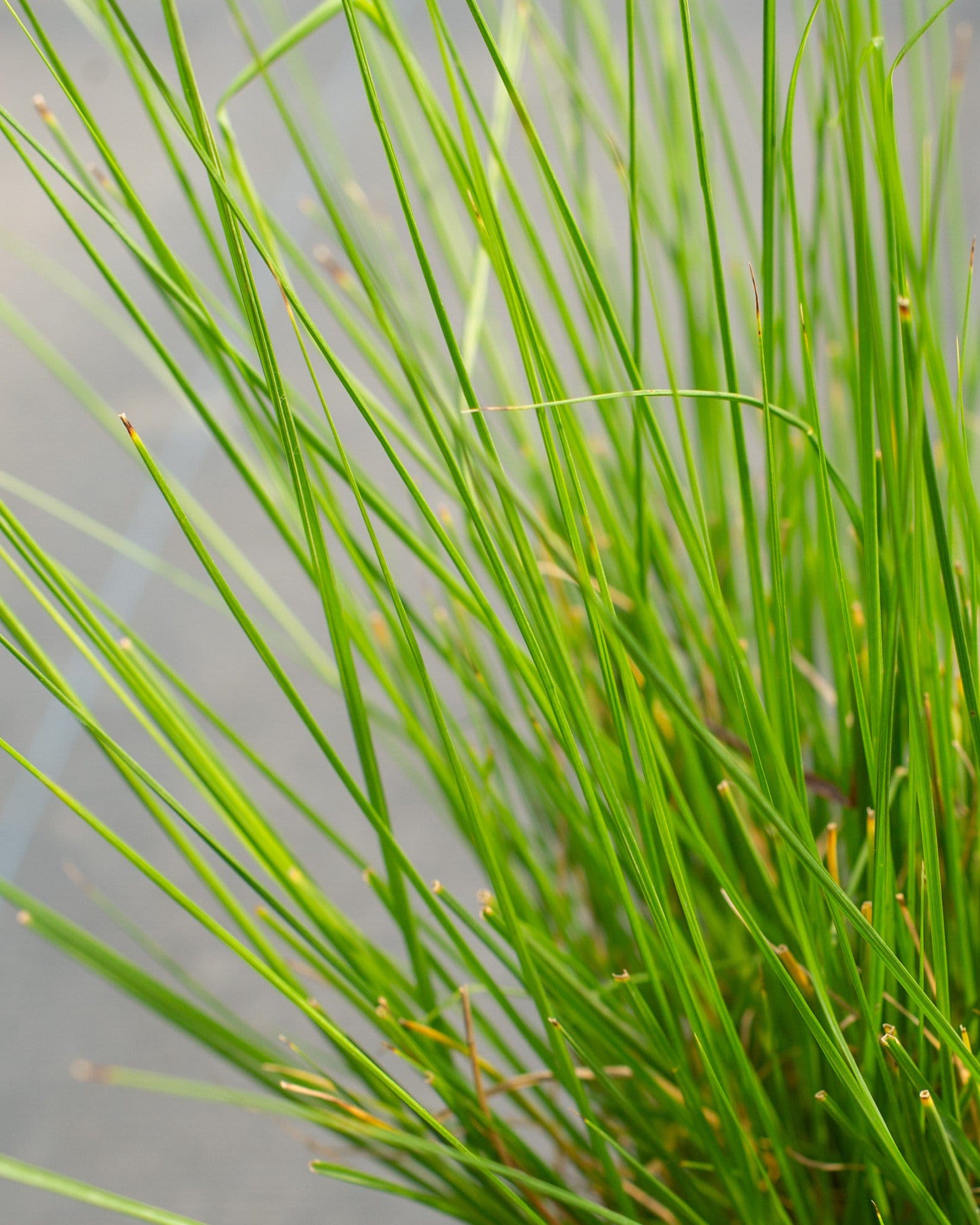 Cassian Fountain Grass - view 3