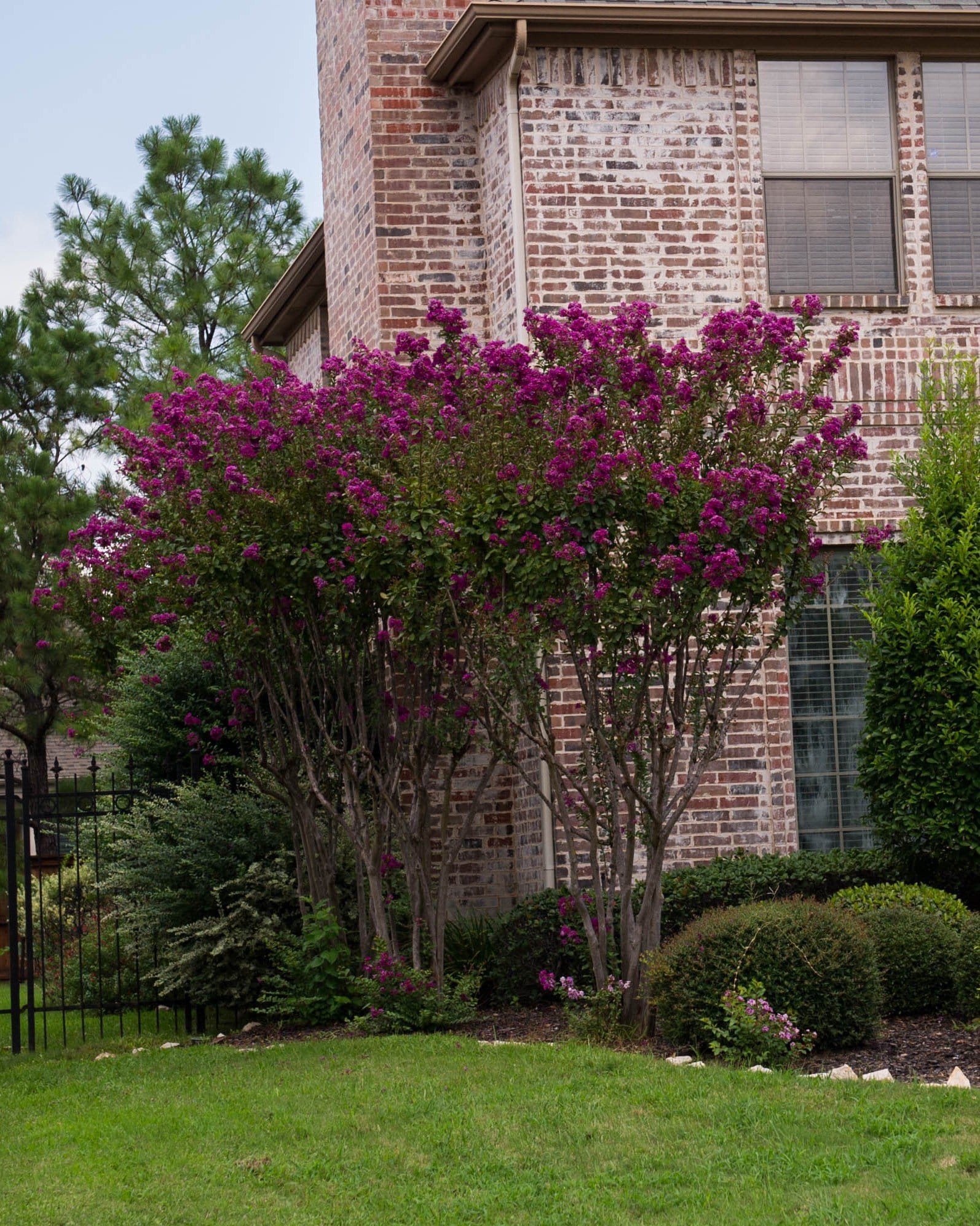 Catawba Crape Myrtle - view 2