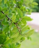 Cedar Elm branch with bright green serrated leaves