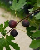 Celeste Fig with dark ripe fruit hanging among lobed green leaves