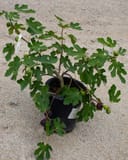 Celeste Fig in a container with lobed green leaves and ripening purple and green figs