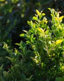 Cherry Laurel Centre Court with glossy green foliage and bright new growth in sunlight