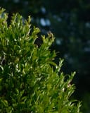 Cherry Laurel Centre Court with glossy green foliage and upright new growth