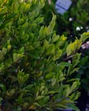 Cherry Laurel Centre Court with dense glossy green foliage and reddish stems