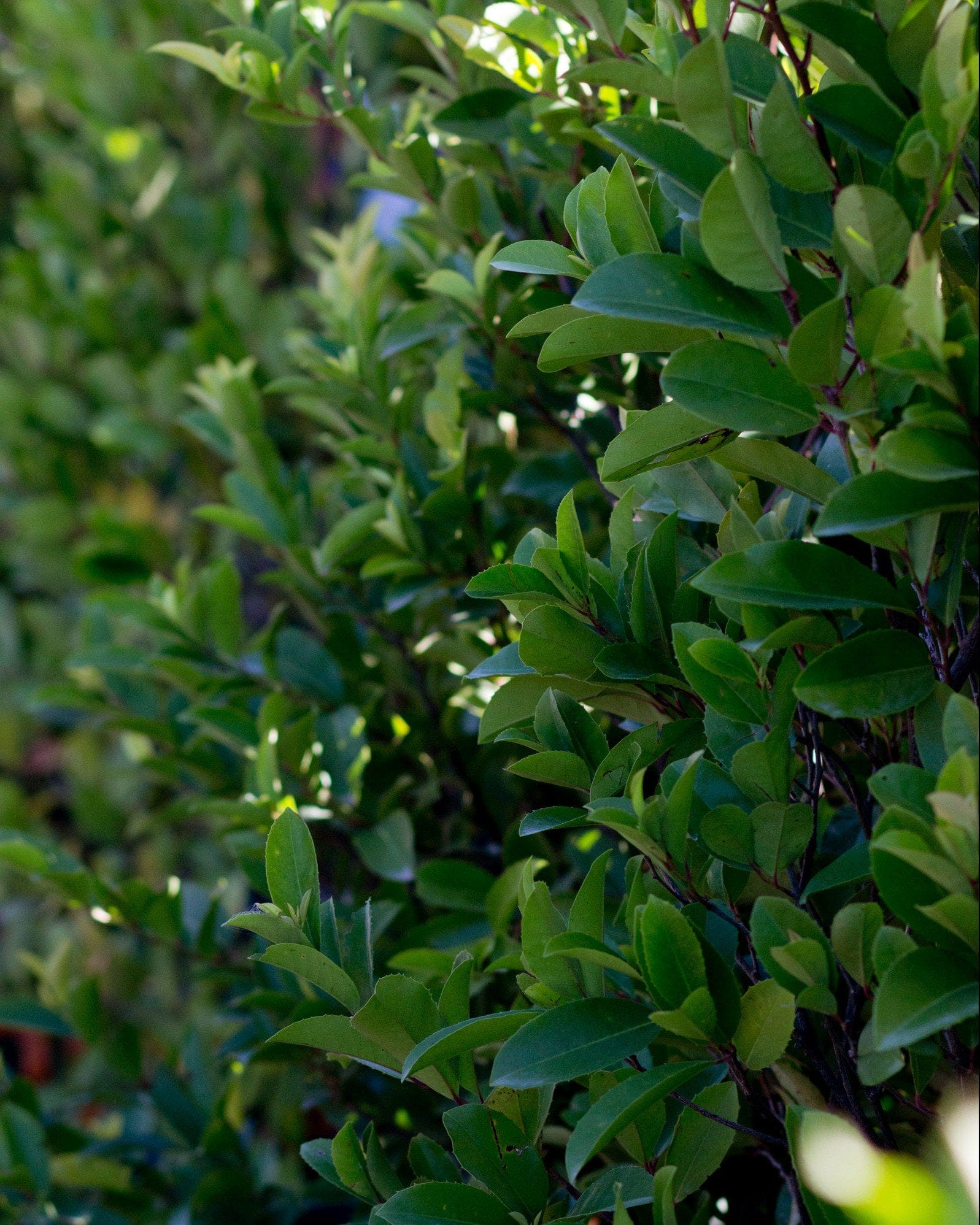 Cherry Laurel Centre Court with dense glossy green foliage in a landscaped planting
