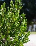 Cherry Laurel Compacta with dense glossy green foliage in bright sunlight