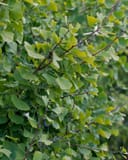 Chi Chi Ginkgo with fresh green fan-shaped leaves on branching stems