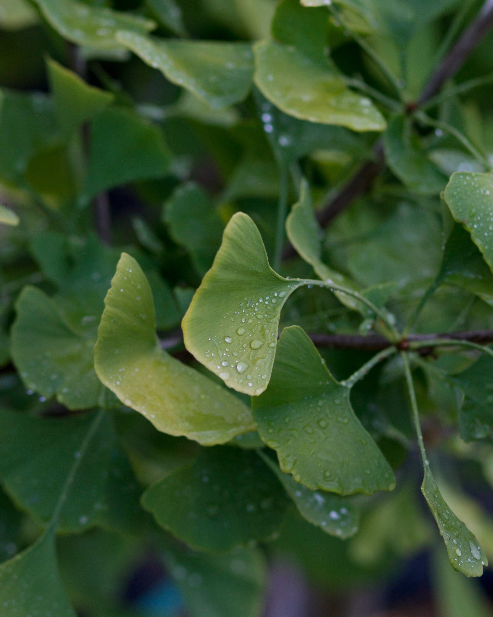 Chi Chi Ginkgo - view 4
