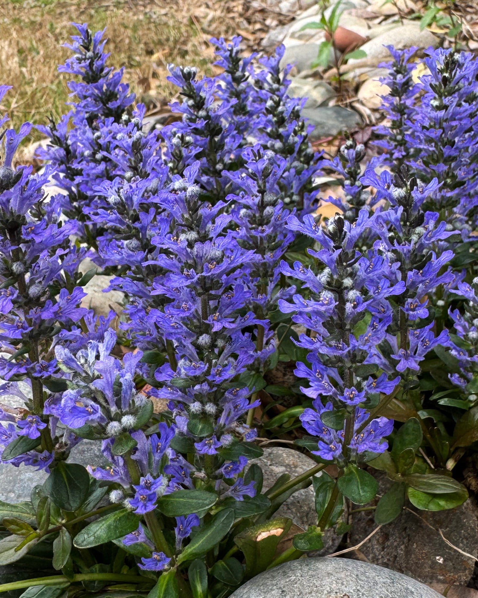 Chocolate Chip Ajuga - view 5