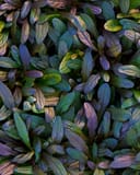Chocolate Chip Ajuga with dense blue-green and purple foliage