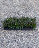 Chocolate Chip Ajuga plugs with dark green and bronze foliage in a nursery tray on gravel