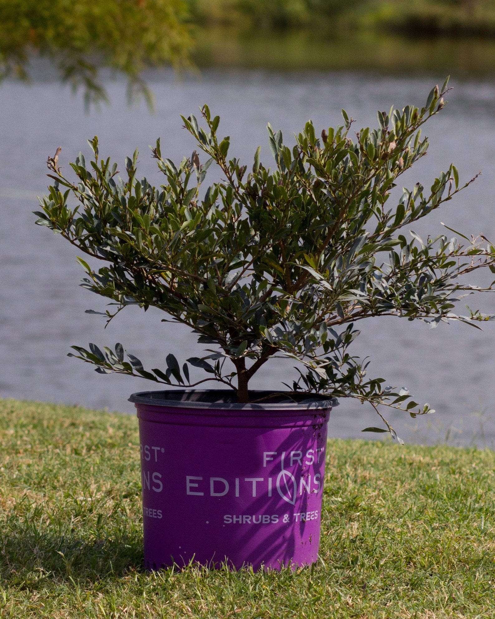 Cinnamon Girl Distylium with narrow green foliage in a purple nursery container beside a pond