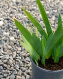 Clarence Iris with upright green sword-shaped leaves in a black nursery container