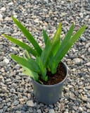 Clarence Iris with upright green sword-shaped leaves in a nursery container on gravel