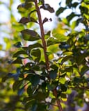 Colorama Ivory Crape Myrtle with glossy green leaves and reddish-brown stems in dappled sunlight
