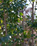Colorama Ivory Crape Myrtle with glossy green leaves and multiple slender trunks