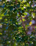 Colorama Ivory Crape Myrtle with glossy green leaves and slender branching trunk
