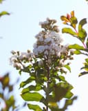 Colorama Ivory Crape Myrtle with abundant white flowers and green foliage against the sky