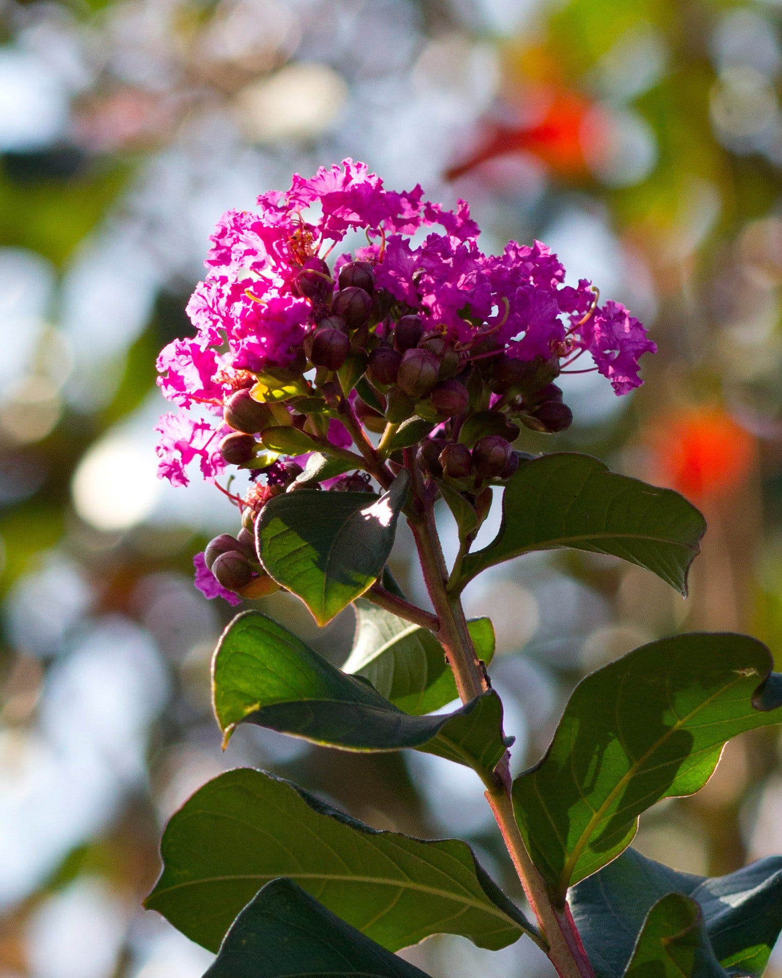 Colorama Purple Crape Myrtle