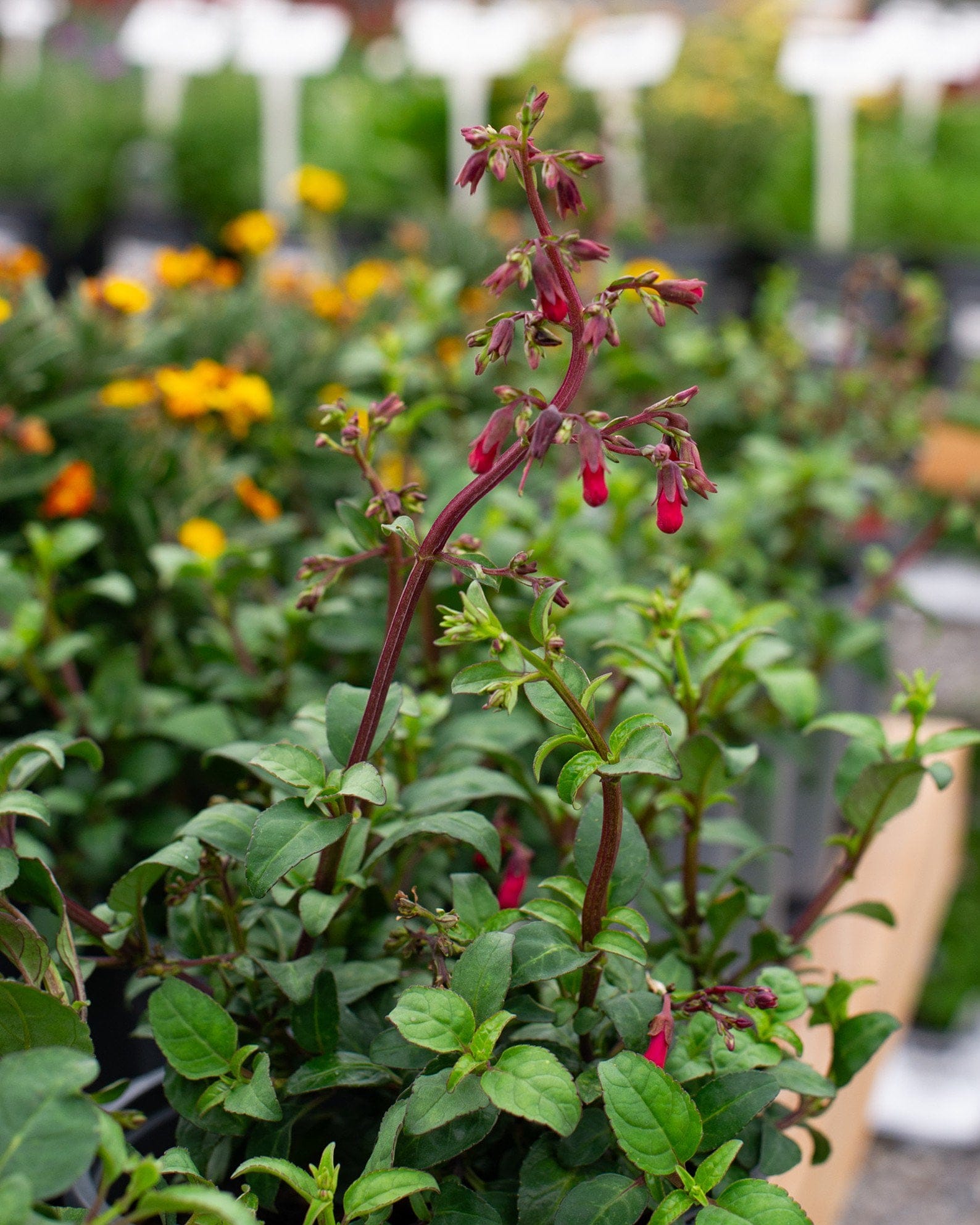Colorburst Deep Red Cape Fuchsia with red tubular flowers and green foliage in a nursery container