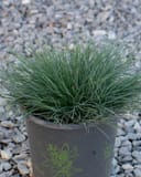 Cool as Ice Blue Fescue with dense blue-green blades in a nursery container on gravel
