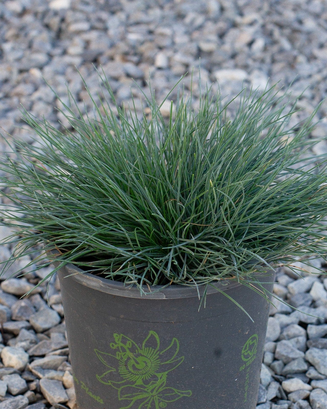 Cool as Ice Blue Fescue with dense blue-green blades in a nursery container on gravel