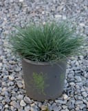 Cool as Ice Blue Fescue with fine blue-green blades in a nursery container on gravel