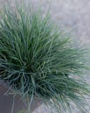 Cool as Ice Blue Fescue with fine blue-green blades growing in a nursery container