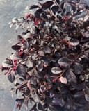 Crimson Fire Loropetalum with deep burgundy foliage and bright red new growth in a nursery container