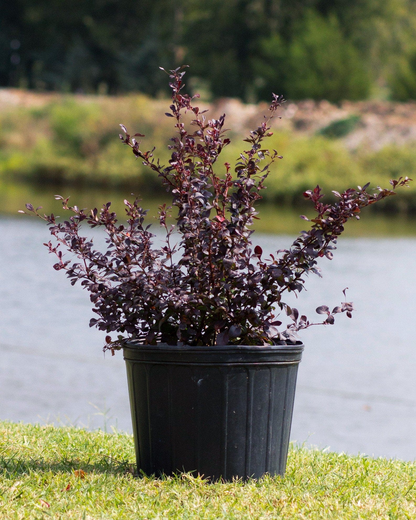 Crimson Pygmy Barberry with burgundy foliage growing in a black nursery container beside a pond