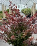 Crimson Pygmy Barberry with burgundy foliage in a nursery container