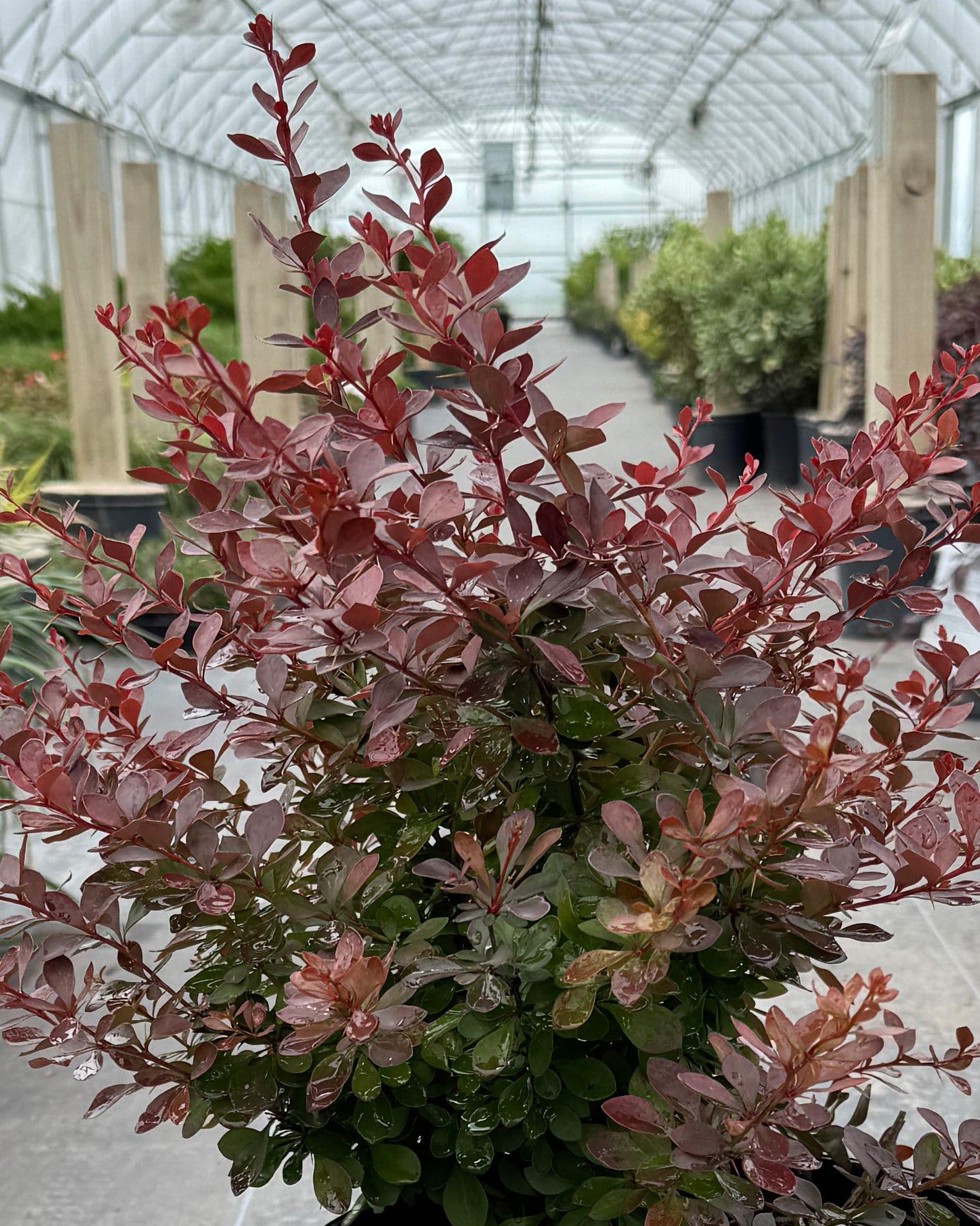 Crimson Pygmy Barberry with burgundy foliage in a nursery container