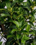 Crown Point Holly with glossy green leaves and sharply serrated edges