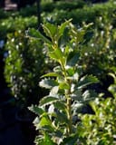 Crown Point Holly with glossy green, sharply serrated leaves in a nursery container