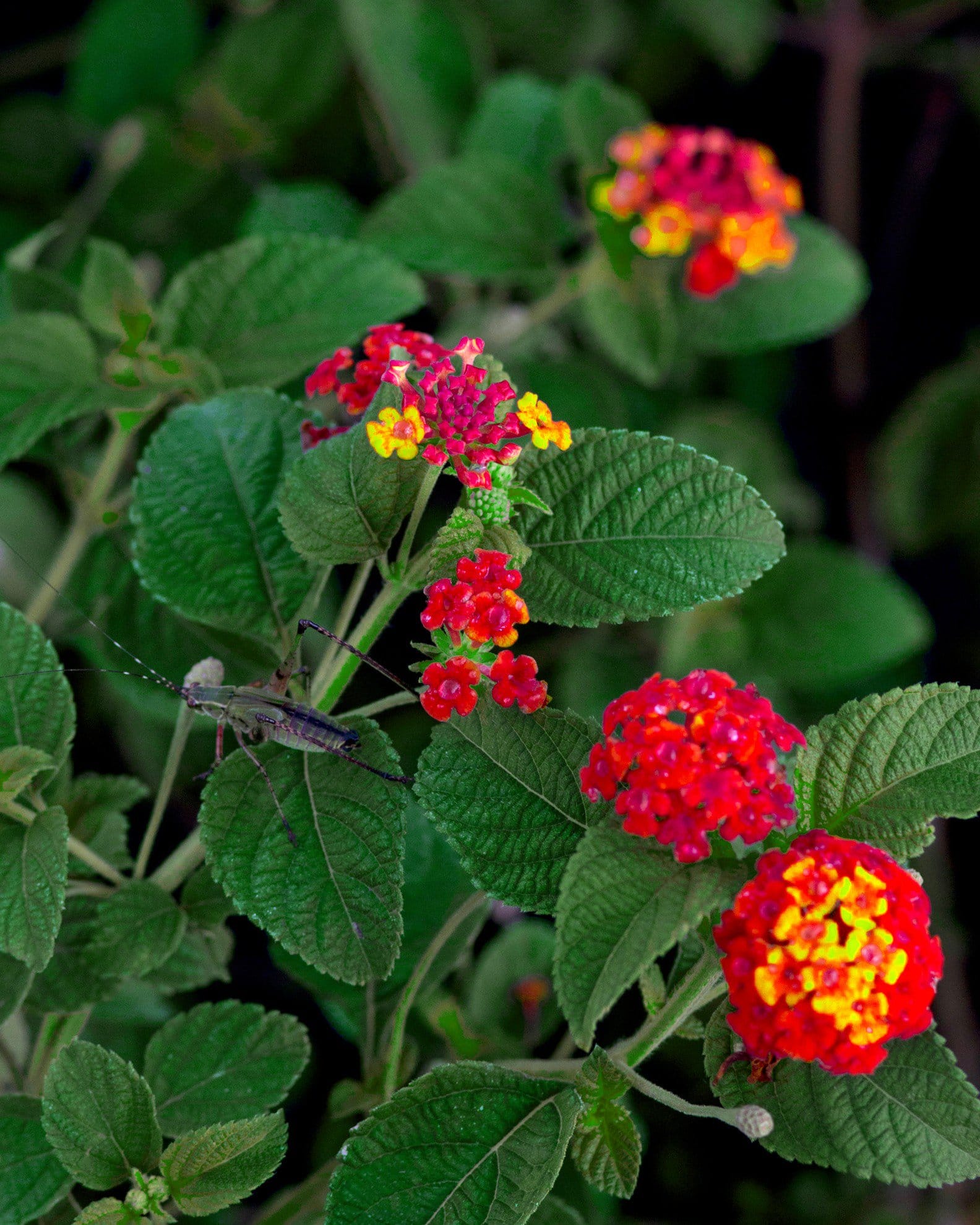 Dallas Red Lantana - view 4