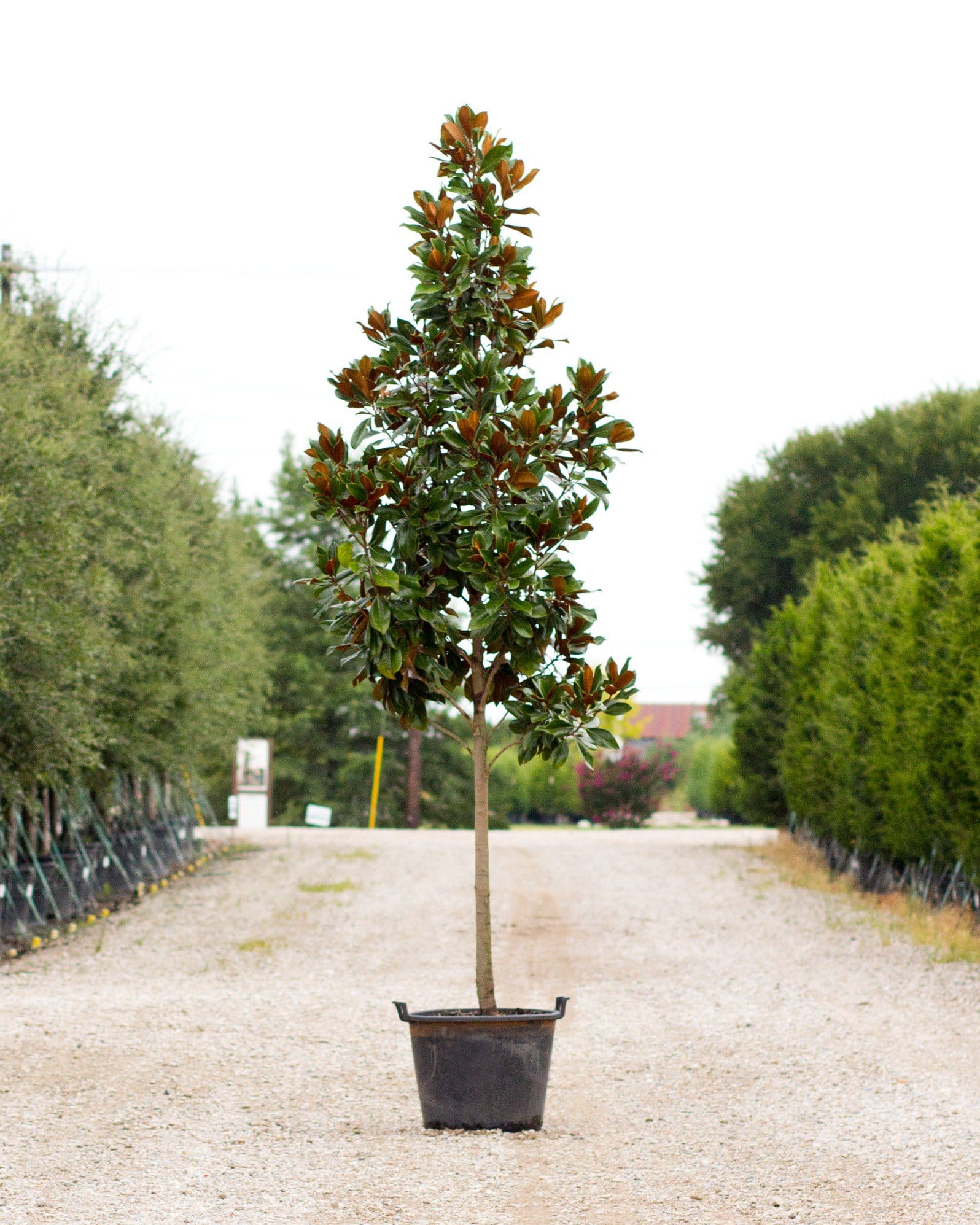DD Blanchard Magnolia Tree Form