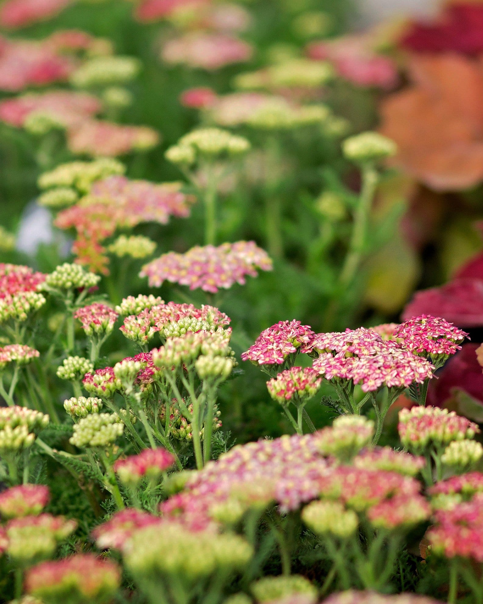 Desert Eve Deep Rose Yarrow with pink flower clusters and green buds in a nursery display