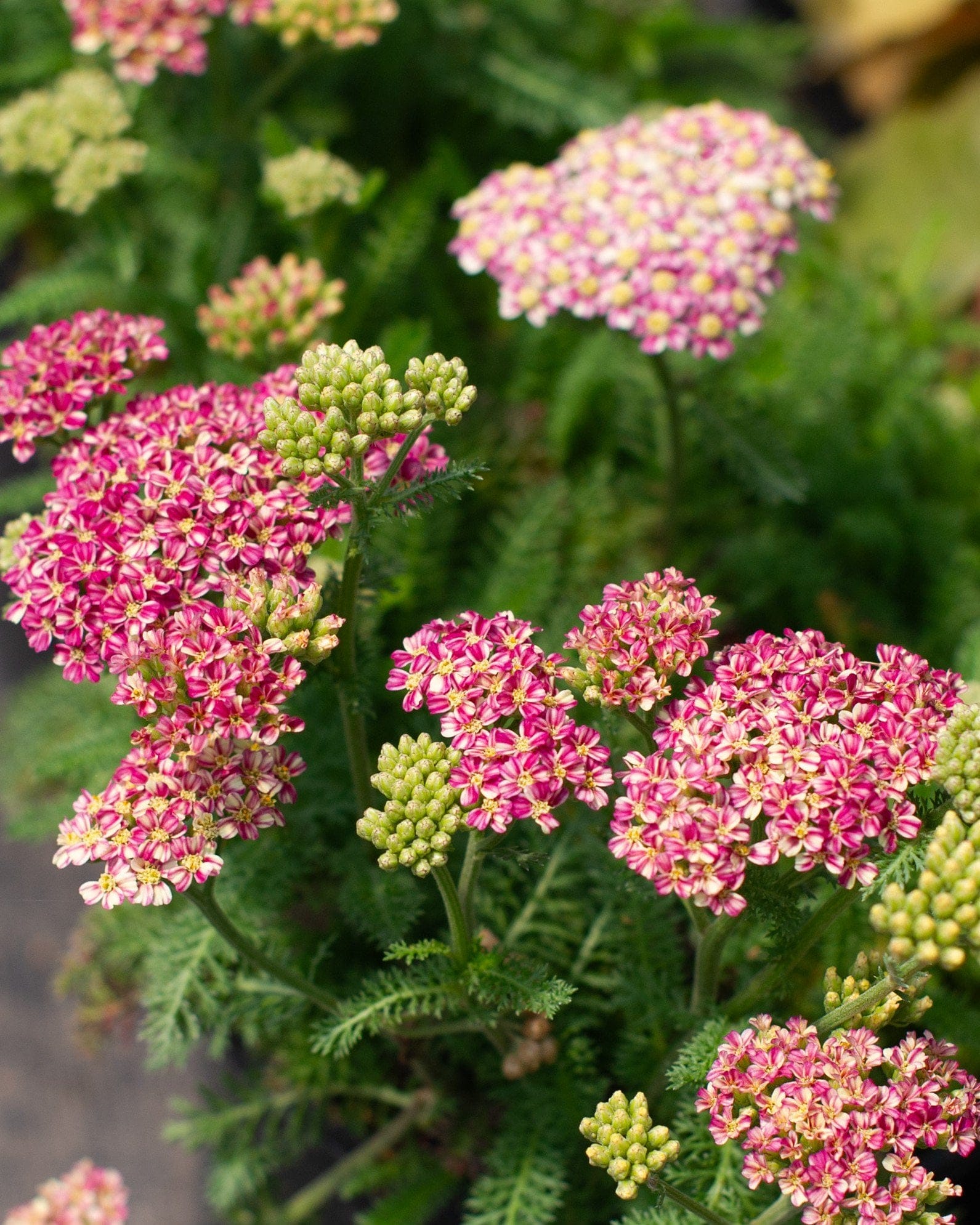Desert Eve Deep Rose Yarrow with clusters of pink flowers and green buds