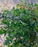 Domestica Nandina with dense green compound foliage and slender branching