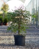 Domestica Nandina with slender green foliage in a black nursery container