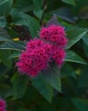 Double Play Doozie Spirea with vibrant magenta flower clusters and dark green foliage