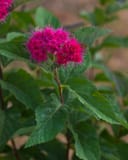 Double Play Doozie Spirea with vivid magenta flower clusters and serrated green leaves