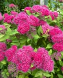 Double Play Doozie Spirea with vivid pink flower clusters and green serrated leaves