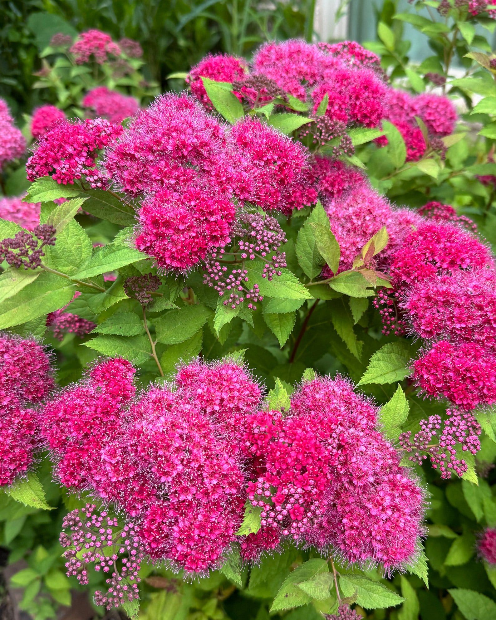 Double Play Doozie Spirea with vivid pink flower clusters and green serrated leaves