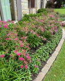 Double Play Doozie Spirea with abundant pink flowers along a landscaped stone-edged garden bed