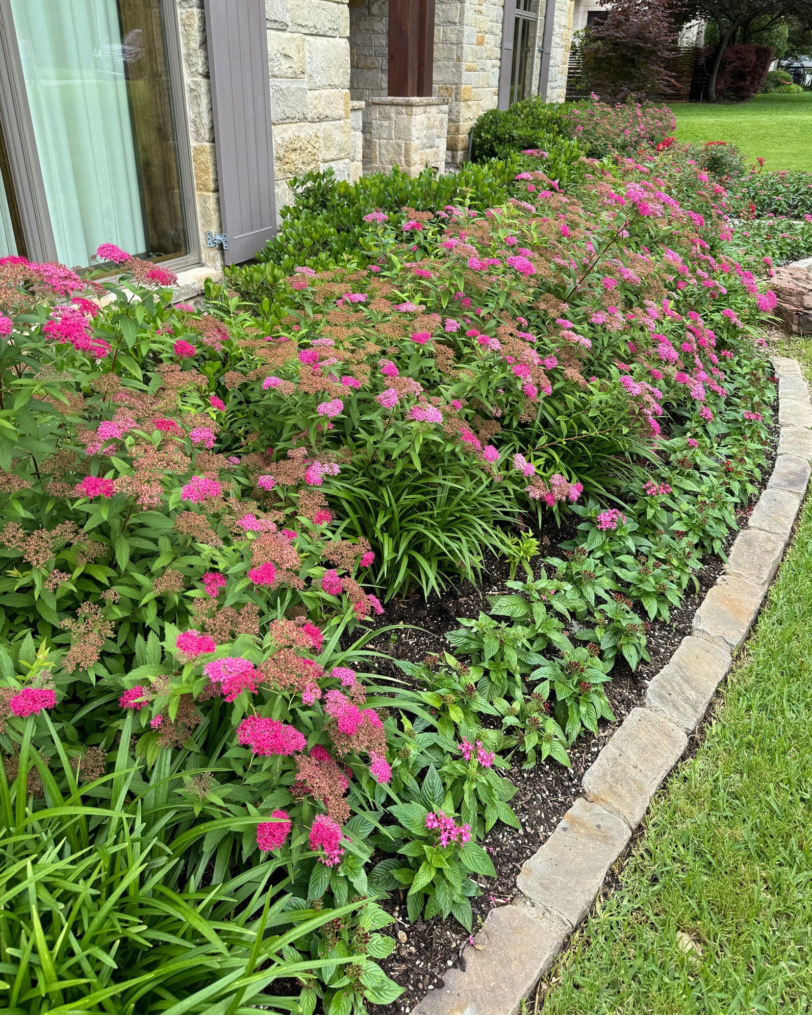 Double Play Doozie Spirea - view 5